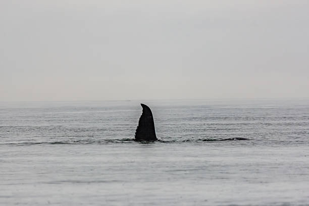 istock Juneau Alaska - Whale 2238652577