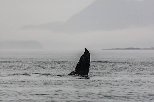 istock Juneau Alaska - Whale 2238652580