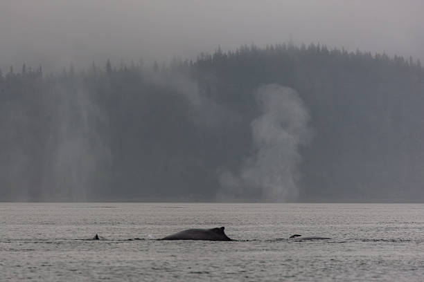 istock Juneau Alaska - Whale 2238652588