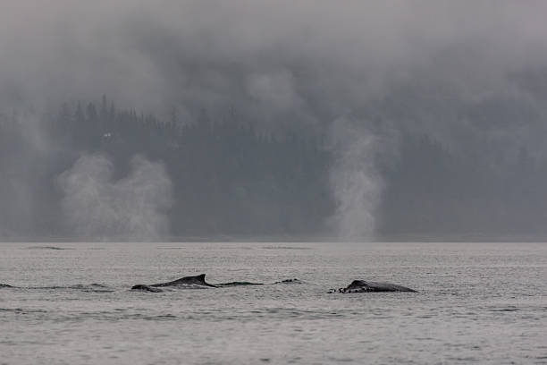 istock Juneau Alaska - Whale 2238652589