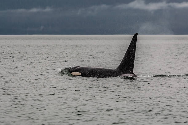 istock Juneau Alaska - Whale 2238652606