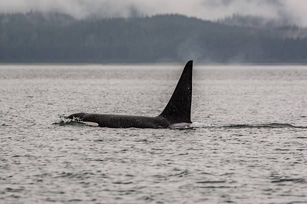istock Juneau Alaska - Whale 2238652610
