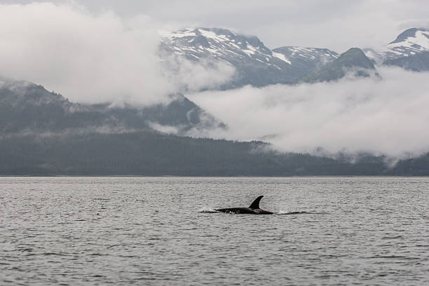 istock Juneau Alaska - Whale 2238652616