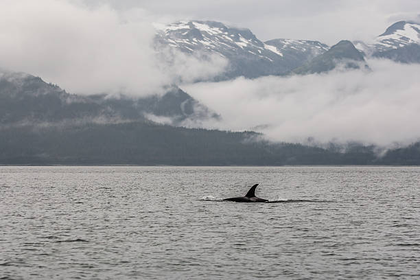 istock Juneau Alaska - Whale 2238652617