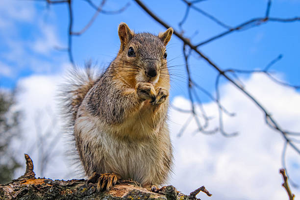istock Squirrel on a tree with blue sky and branches in the background 2238653406