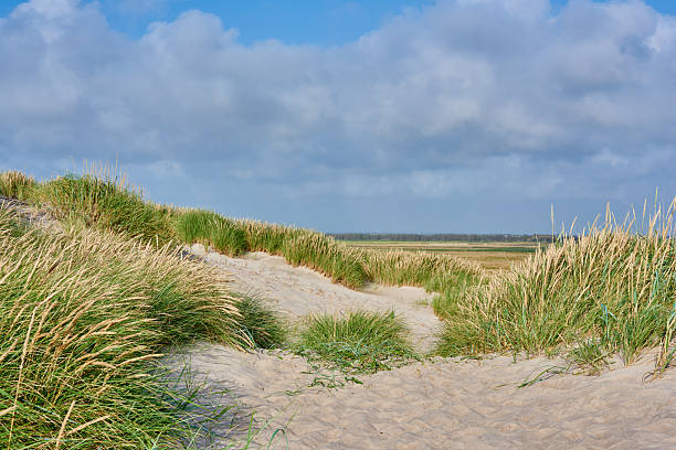A tranquil coastal scene showcasing sandy dunes adorned with Ammophila arenaria (marram grass). The blue sky contrasts beautifully with the soft greenery. Perfect for themes of nature, relaxation, and coastal beauty.