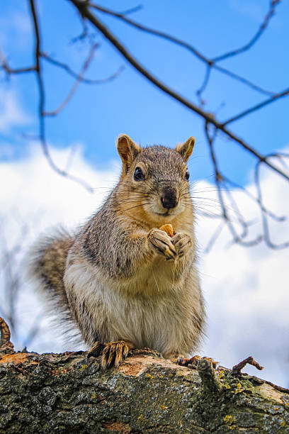 istock Squirrel sitting on a tree holding a nut against the blue sky 2238653475