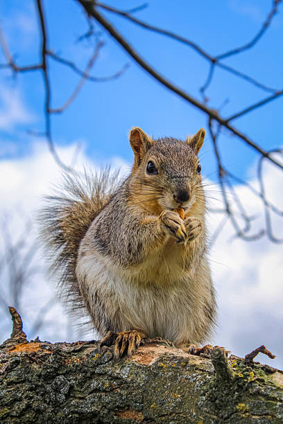 istock Squirrel sitting on a tree branch eating a nut against the blue sky 2238653540