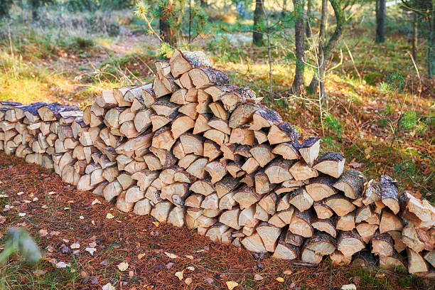 A collection of finely chopped firewood is beautifully stacked in a calm forest clearing. The soft autumn light accents the natural textures, surrounded by foliage and pine needles (Pinus spp.).