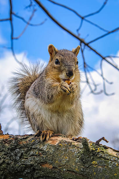 istock Squirrel sitting on a branch eating a nut against the blue sky 2238653589