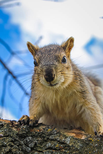 istock Close-up of a curious squirrel staring against a blue sky 2238653663