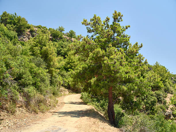 An image of a peaceful hiking trail surrounded by lush greenery in a forested region of Turkey, near Antalya