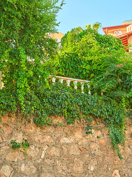 A vibrant garden scene with flourishing green plants and flowers draping over a rough, natural stone wall against the backdrop of a sunny sky. Captured in a tranquil southern Turkish setting.