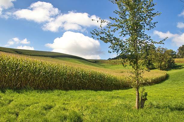 Sunny rural landscape featuring a cornfield amid lush green rolling hills on a late September day in Trempealeau County, Wisconsin.