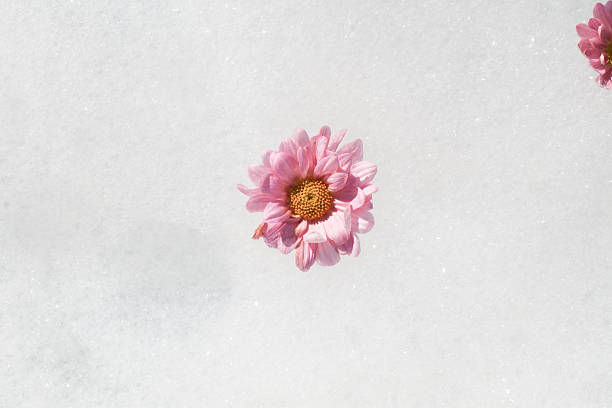 Pink flower floating on Fluffy white soap bath foam. Minimal aesthetic abstract bubbles texture background. Holistic lifestyle. Luxury wellness.