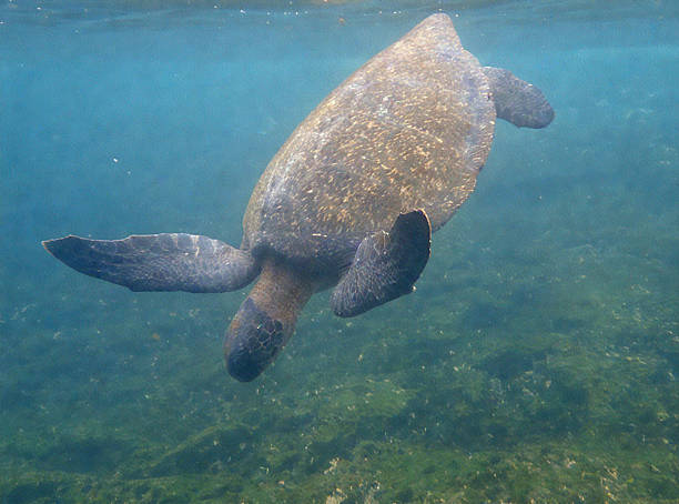 istock Lone Sea Turtle Swimming Underwater 2238658554
