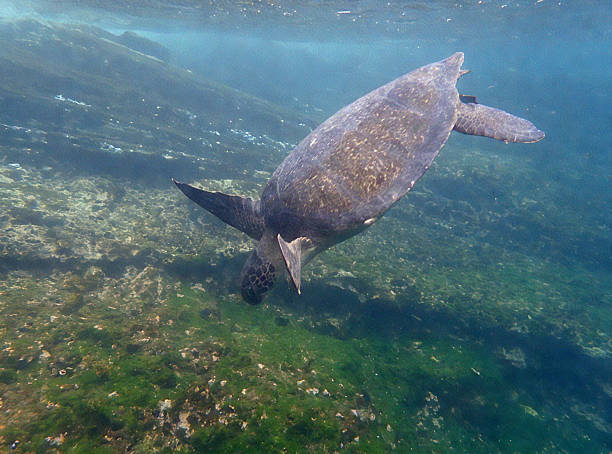 istock Underwater Sea Turtle Swimming in Clear Ocean 2238658577