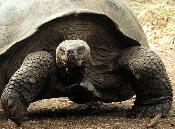 istock Close-Up Giant Galapagos Tortoise 2238658592