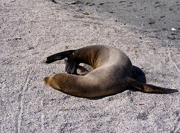 Embrace the calm of coastal life with this heart-warming image of a sea lion peacefully resting on a sunlit sandy beach. Captured in a moment of pure relaxation, the sea lion lies contently against a backdrop of soft sand and sea breeze — a perfect symbol of island serenity and natural grace.