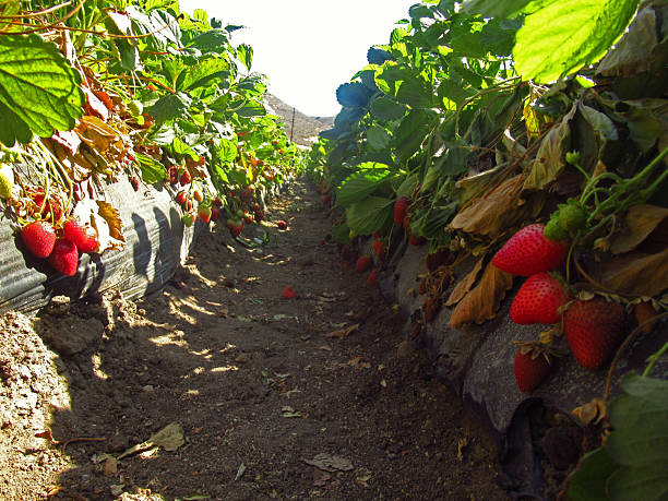 istock Strawberries Growing in a Row 2238660400