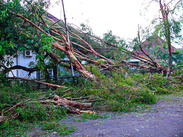 A sudden wind storm brought down trees of all sizes in an instant. This large oak tree blocked an entire road requiring major clean up work in Missouri