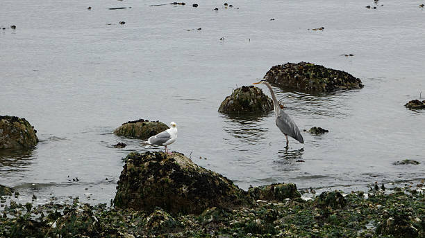 istock A great blue heron and a seagull stand on mossy rocks 2238664993