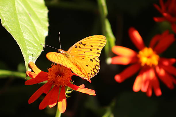 These photos were taken naturally and casually, during a morning walk. There are a variety of elements, textures, insects, colors, and animals. They are all part of a whole that lives in San Isidro.