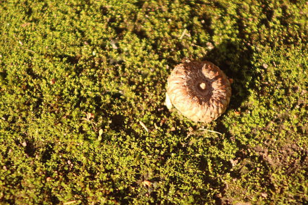 These photos were taken naturally and casually, during a morning walk. There are a variety of elements, textures, insects, colors, and animals. They are all part of a whole that lives in San Isidro.