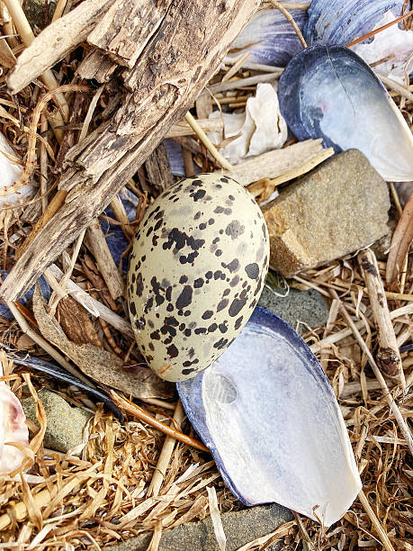 istock Single Egg of Pied Oystercatcher (Haematopus longirostris) 2238665688