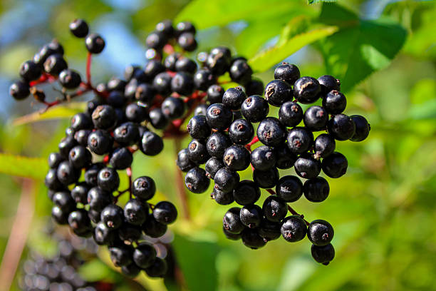 istock Ripe black elderberries on a green background 2238666206