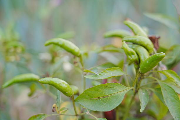Red and green millet chili peppers grow outdoors