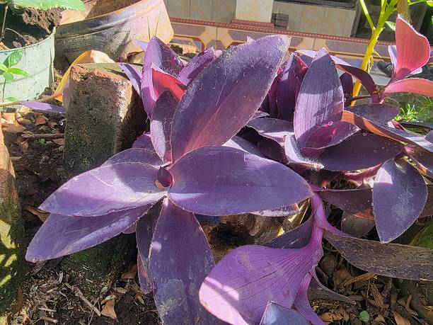 istock Tradescantia pallida 2238670879