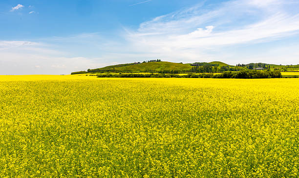 istock Canola field under a blue sky 2238670971