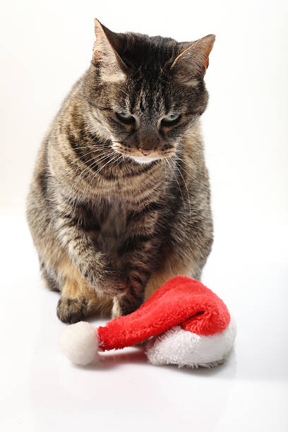 a beautiful cat with red santa hat sitting on the floor.