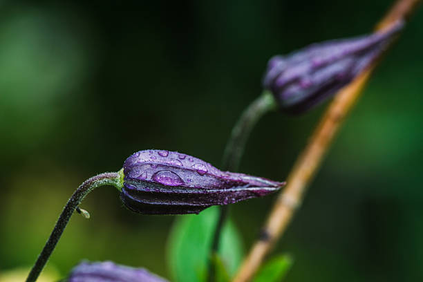 Fresh Grass with Dew Drops against Blurred Background