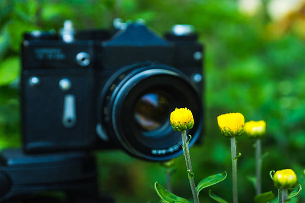 Retro film camera on tripod for shooting yellow chrysanthemum. Photography concept.
