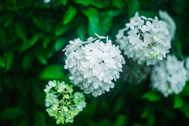 A single white hydrangea flower head blooming against a blurred green natural background.