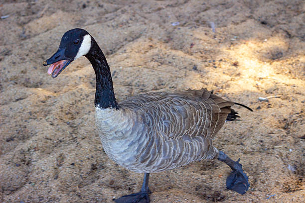 istock Canadian goose walking on a sandy shore with an open beak 2238673668