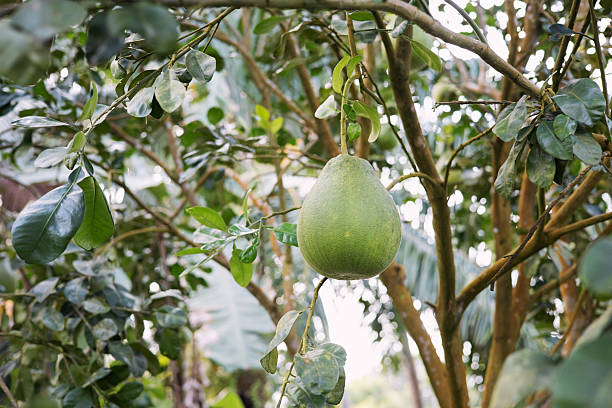 The pomelo fruit on the tree is growing.