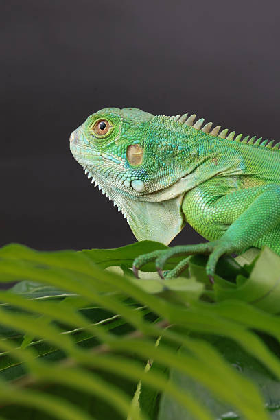 istock green iguana is captured in profile, perched on a large leaf 2238674388