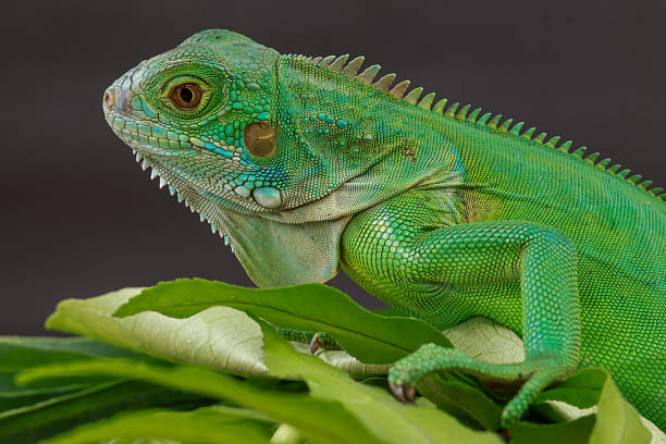istock green iguana is captured in profile, perched on a large leaf 2238674463