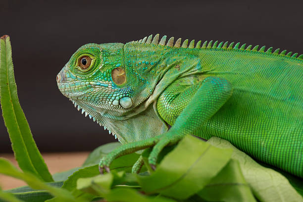 istock green iguana is captured in profile, perched on a large leaf 2238674721