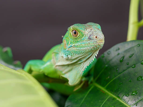 istock green iguana is captured in profile, perched on a large leaf 2238674798