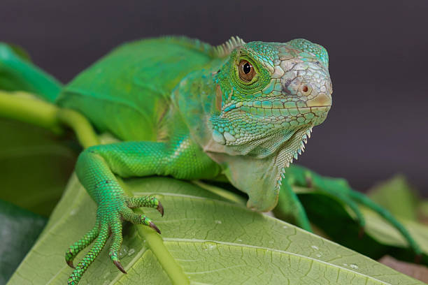 istock green iguana is captured in profile, perched on a large leaf 2238674843