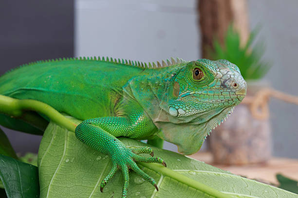 istock green iguana is captured in profile, perched on a large leaf 2238674885