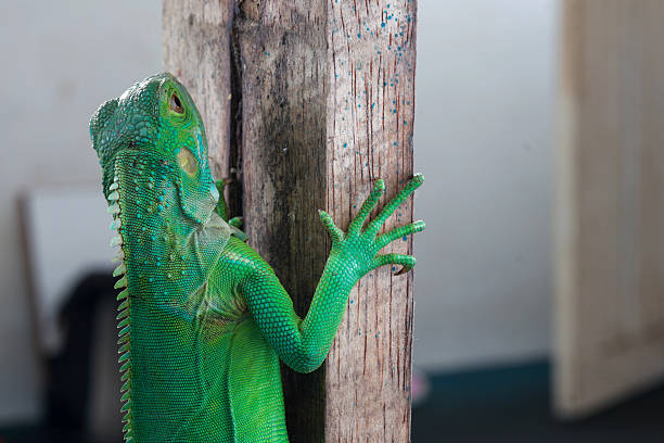 istock green iguana is perched vertically on a weathered wooden surface 2238674961