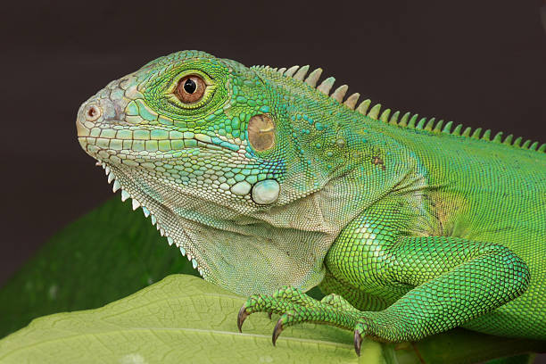 istock green iguana is captured in profile, perched on a large leaf 2238675031