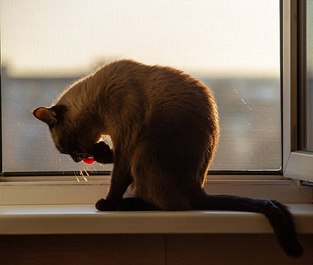 Domestic animal photography.