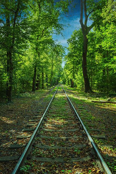 Bahngleise durch einen Wald ins nirgendwo