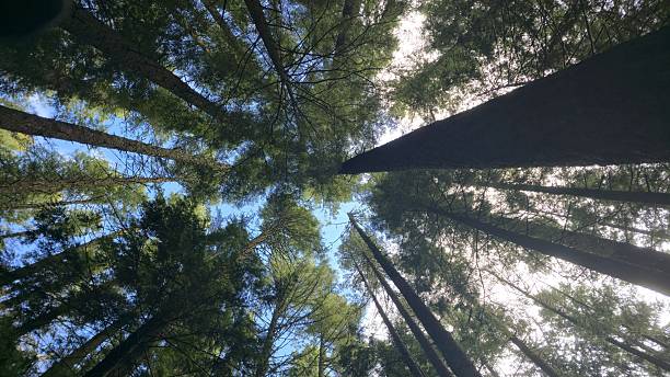 Looking up at tall pine trees in forest canopy against blue sky